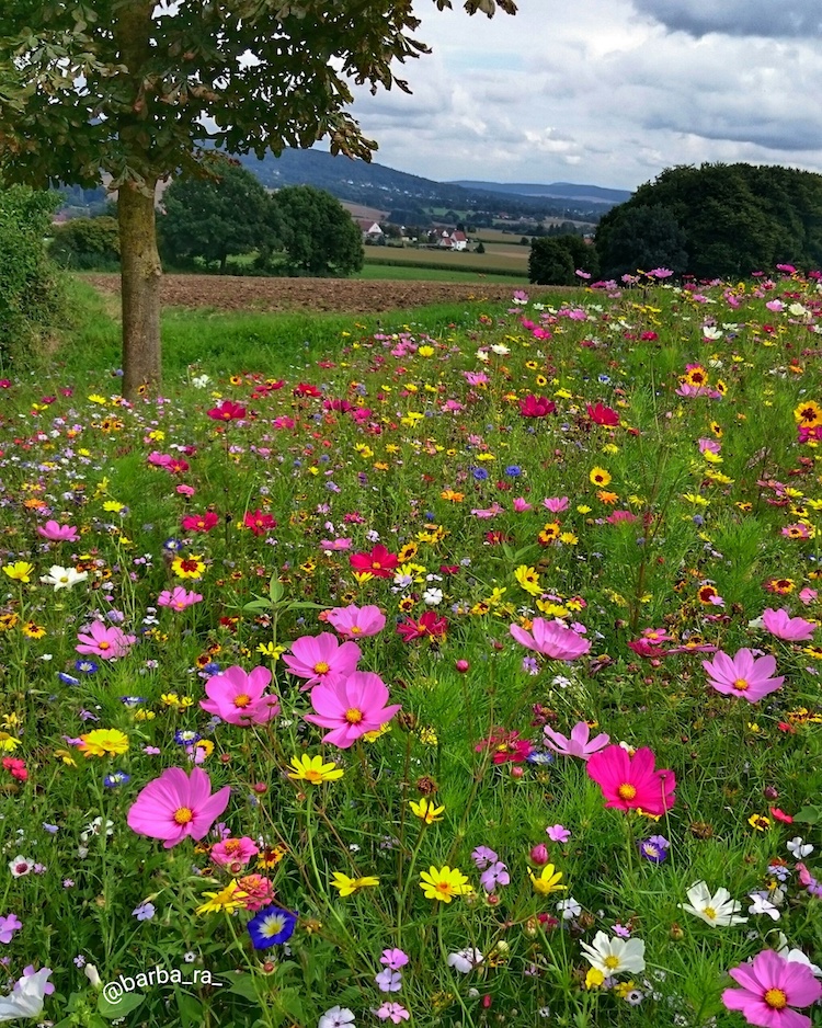 Zielgruppe vs Wunschkunde - Blumenwiese bei Instagram, barba_ra