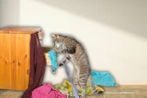 Social Media Ablagesystem: Sieht Deine Suche nach Deinen Dateien bei Dir auch aus, wie bei dieser Katze, die wild in der Schublade kramt? (Photocredit: MartinaOsmy via depositphotos)