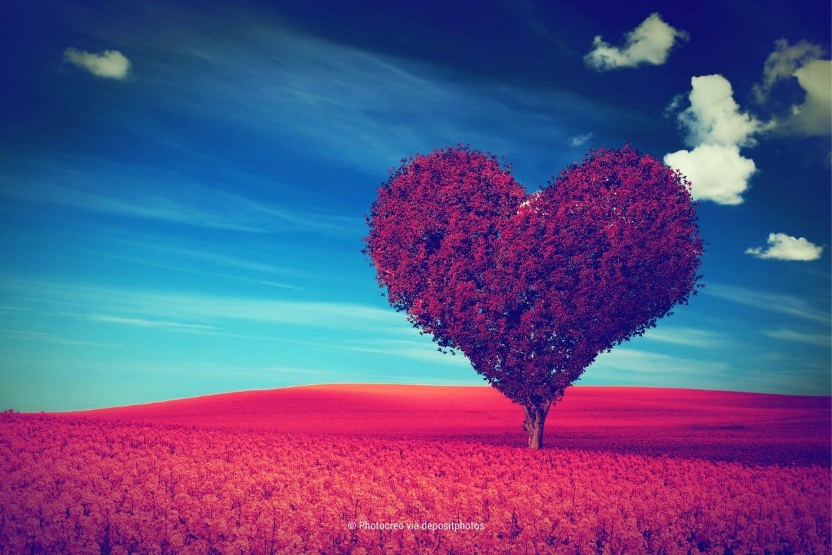 Das Bild zeigt ein rot eingefärbtes weitläufiges Feld und einen großen roten Baum in Herz-Form, der deutlich sichtbar heraussticht – als Metapher für digitale Themenhoheit in Social Media (Photocredit: Photocreo via depositphotos).