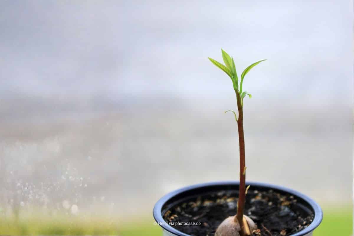 Das Bild zeigt eine junge Avocado-Pflanze in einem Topf vor einem verschwommenen Hintergrund – Bildmetapher für unsere Grundbedürfnisse (Photocredit: Helgi via photocase.de)